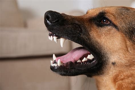 Doggie Orthodontics: Fixing Canine Canines | Fear Free Happy Homes