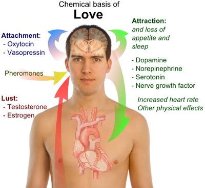 Chemistry of Love: Free Expository Essay Example