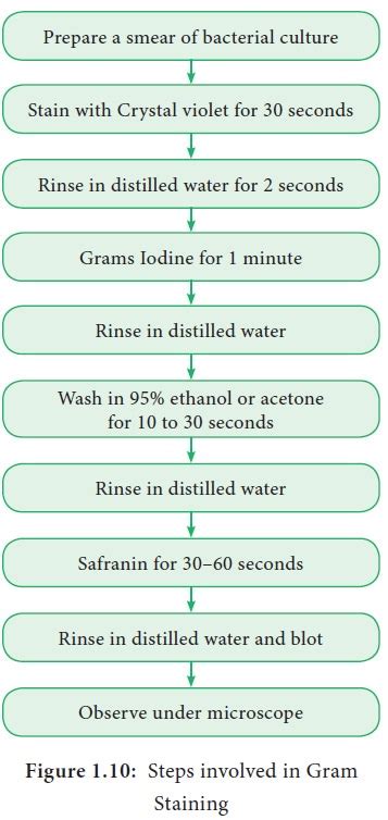 Gram staining procedure - Bacteria