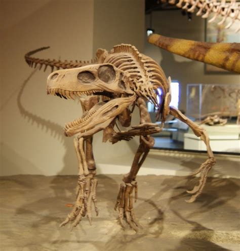 Herrerasaurus Facts, Habitat, Diet, Fossils, Pictures