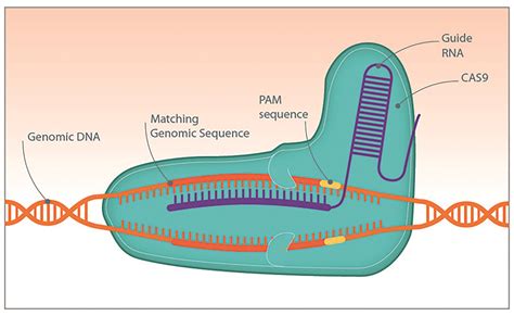 Ensuring efficiency in CRISPR gene editing | Scientist Live