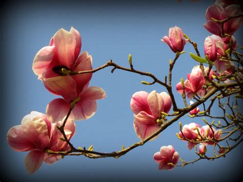 Fleur de printemps photo et image | fleurs, printemps, magnolia Images ...