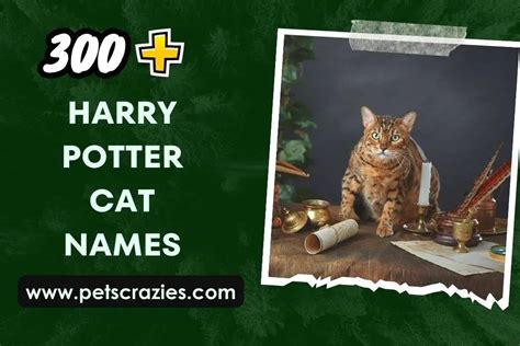 300+ Harry Potter Cat Names (Furry Wizards)