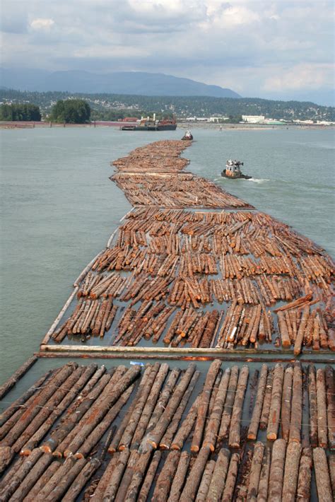 Wilsonville’s Willamette River Historic Log Raft Cable Trees | Good News Tree Service, Inc.