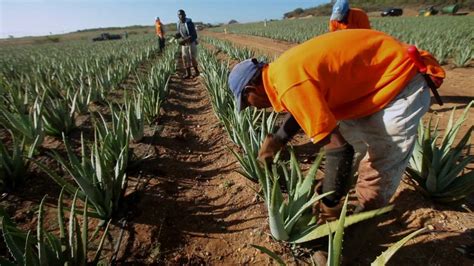 Hand Harvesting Our Aloe - Forever Living Products | Forever living ...