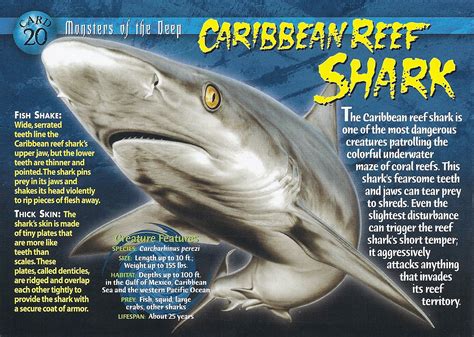 Caribbean Reef Shark | Wierd N'wild Creatures Wiki | FANDOM powered by ...