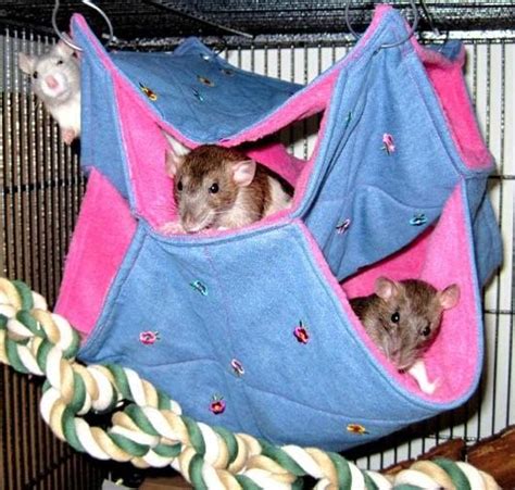 Rat Hammocks/SnugglebugHammocks.co.uk | Rat hammocks, Rats, Cats and kittens