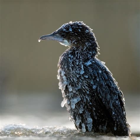 Stunning Shortlist of the 2018 Bird Photographer of the Year Awards ...