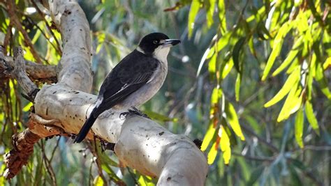 NixPixMix: BLACK & WHITE BIRDS