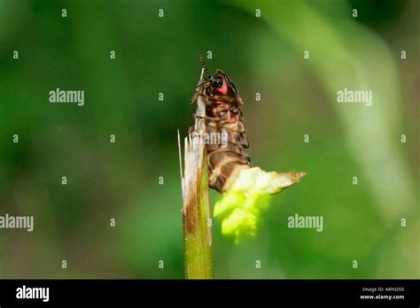 glowworm, glow-worm, great European glow-worm beetle (Lampyris noctiluca), female, Germany ...