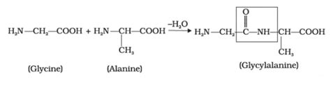 Structures of glycine and alanine are given below. Show the peptide linkage in glycylalanine.