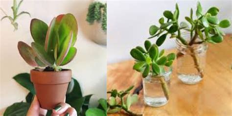 Paddle Plant Propagation: How to Prune & Take Cuttings - Natural Garden Tips