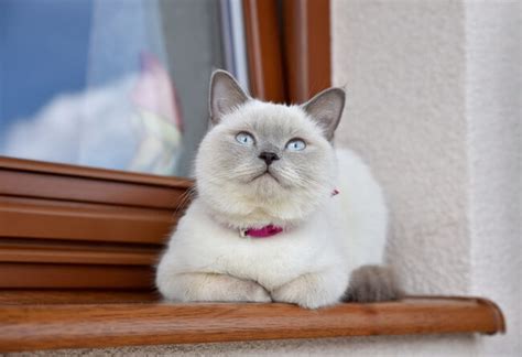 Colorpoint Shorthair Cat Breed: Size, Appearance & Personality