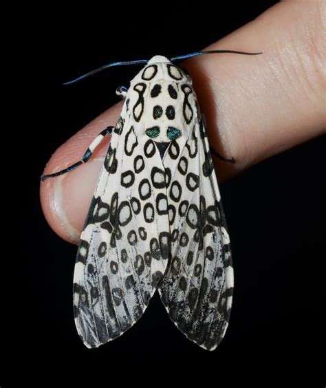 Giant Leopard Moth Insect Facts | Hypercompe - Wiki Point