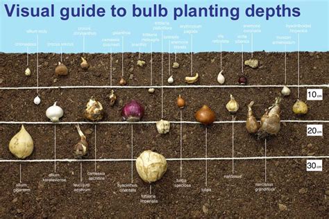 Where to Plant Tulip Bulbs - Back Gardener