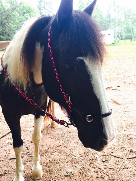 How to Make an Easy DIY Bridle for Your Horse - The Broke Horseman | Horses, Horse diy ...