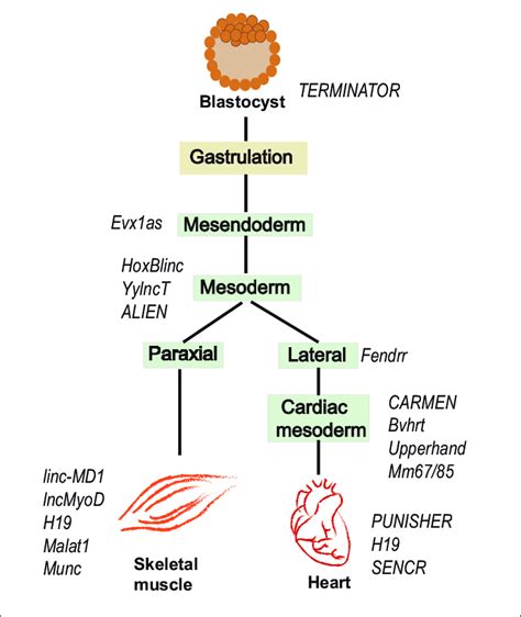 | lncRNAs expressed during early development of mesoderm and further ...