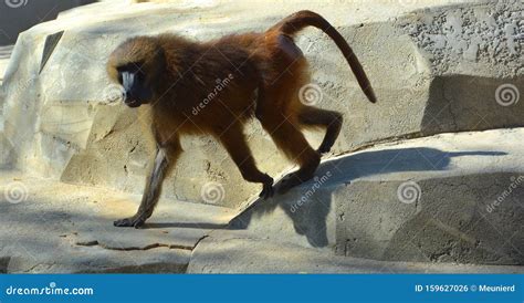 Baboons Are Old World Monkeys Stock Photo - Image of habitat, arabian ...