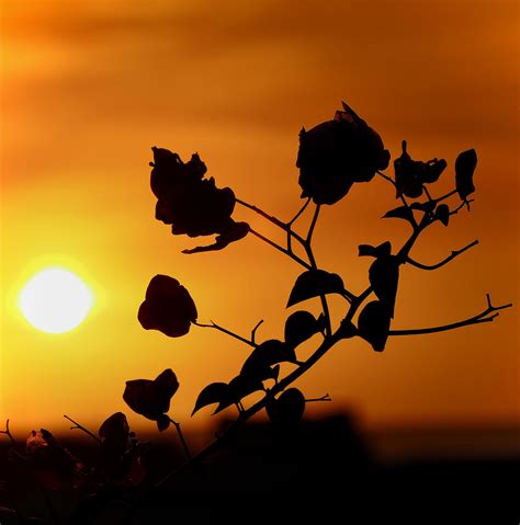 Pôr Do Sol Atmosfera Da Noite Céu - Foto gratuita no Pixabay - Pixabay