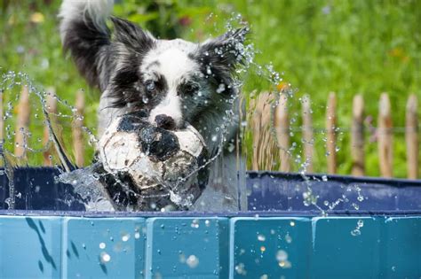 Beyond the Doggy Paddle: 10 Fun Water Games to Play with Your Dog