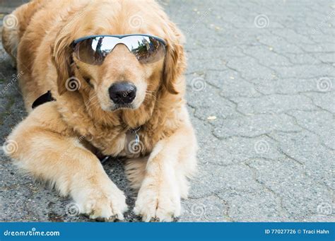 Cool Dog Wearing Sunglasses Stock Photo - Image of nature, pedigree ...