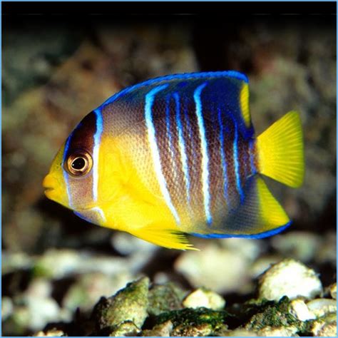 Blue Angelfish or Common Angelfish | Pete's Aquariums & Fish