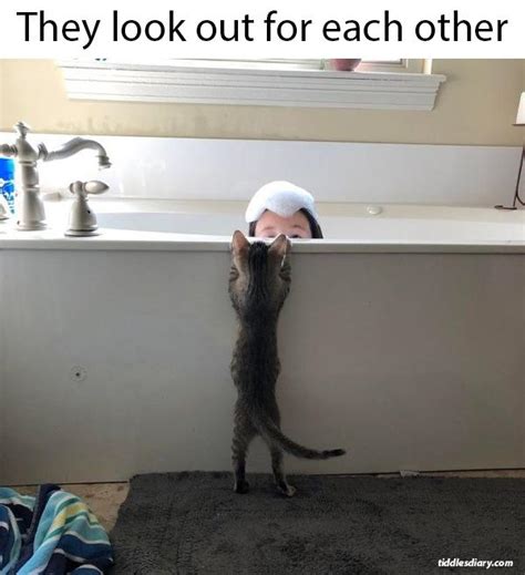 Are you ok in there? : r/Catmemes