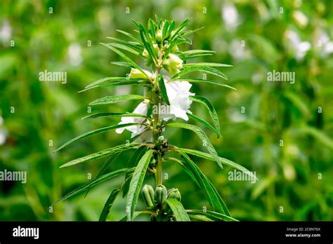 The sesame tree with nice flower Stock Photo - Alamy