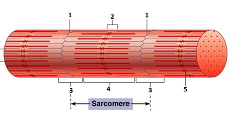 Difference between myofibril and myofilament?