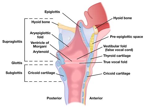 Medical Images | Art & Science Graphics