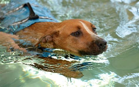 Hydrotherapy Treats Dogs in an Efficient and Comfortable Way - You Doo Pets