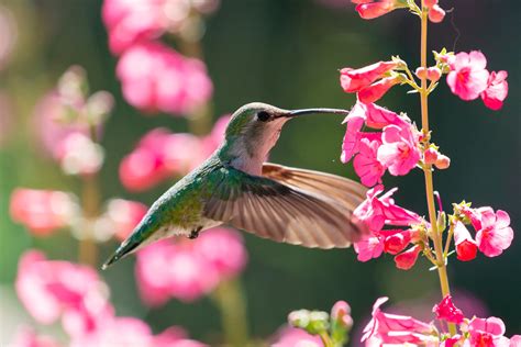 Hummingbird | A hummingbird feeding at some flowers. | Matthew Gilford | Flickr