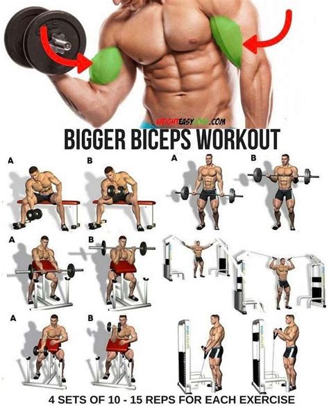 Bigger Biceps Workout | Big biceps workout, Biceps training, Biceps workout