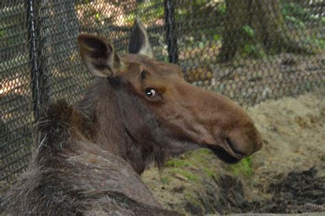 Maine Wildlife Park | See a Maine Moose Guaranteed