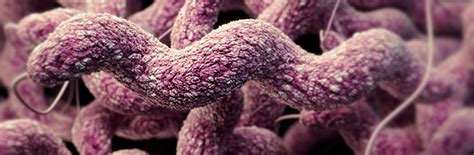 Campylobacter (Campylobacteriosis) | Campylobacter | CDC