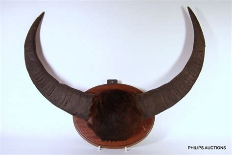 81cm Water Buffalo Horns Mounted on Timber - Natural History - Industry Science & Technology