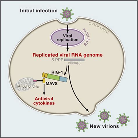 √無料でダウンロード！ double stranded rna virus examples 284764-Double stranded ...