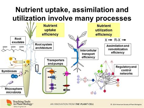 From chemistry to current events: The six macronutrients that make up a ...