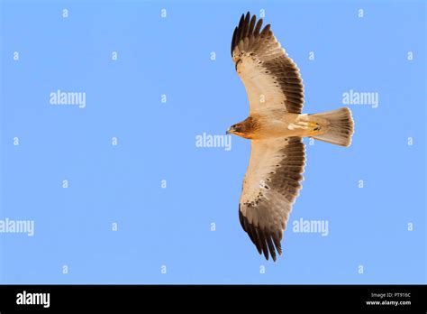 Booted eagle flight hi-res stock photography and images - Alamy