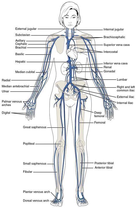 This diagram shows the major veins in the human body. # ...