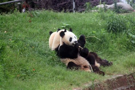 Phil's travels: Chengdu, China - Giant Panda Sanctuary