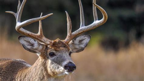 'Zombie deer' disease is spreading across the US: What you should know | whas11.com