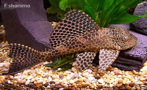 Sailfin Pleco- The Ultimate Care Guide to Leopard Pleco