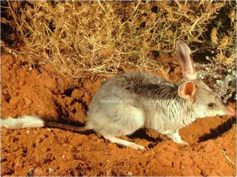 Facts About Greater Bilby - Interesting & Amazing Information On ...