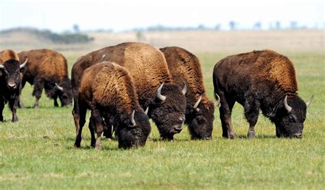 Conservation Grazing With Bison | Morrison County, MN | MLT Blog