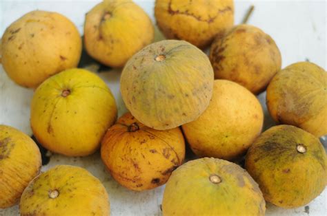 santol fruit from the philippines Malaysian, Filipino, Philippines, Mango, Fruit, Food, Manga ...