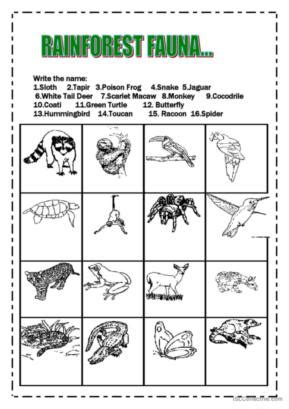 23 Rainforest English ESL worksheets pdf & doc