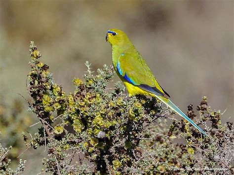 Elegant Parrot (Neophema elegans) | HABITAT: Open forests, s… | Flickr