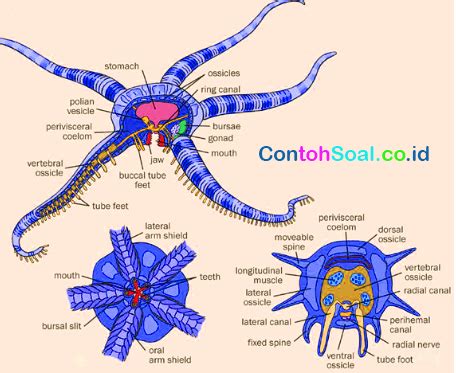 Ophiuroidea - Pengertian, Famili, Fungsi dan Gambarnya