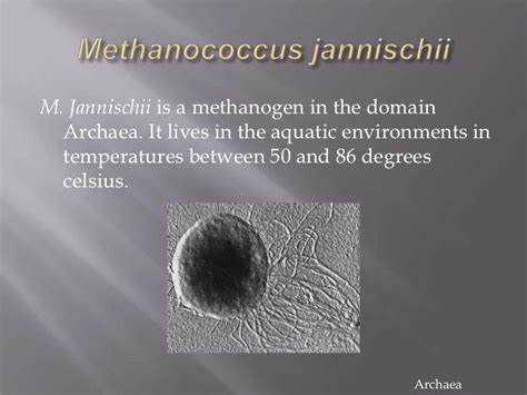 Archaea examples kingdom